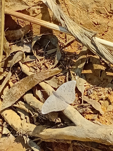Guineafowl Butterfly