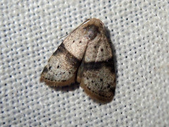 Stictane bipunctulata