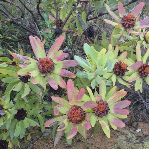 Leucadendron tinctum, photograph 3