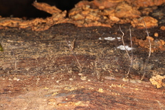 Xylaria filiformis