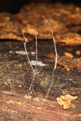 Xylaria filiformis