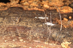 Xylaria filiformis
