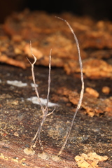 Xylaria filiformis