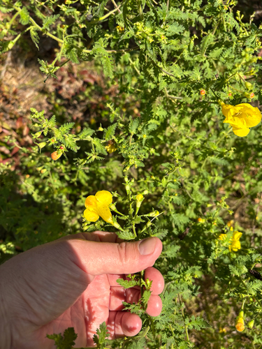iNaturalist observation photo of fern-leaved false foxglove
