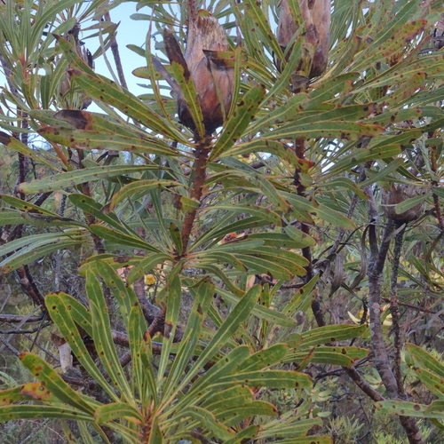 Protea longifolia, photograph 5