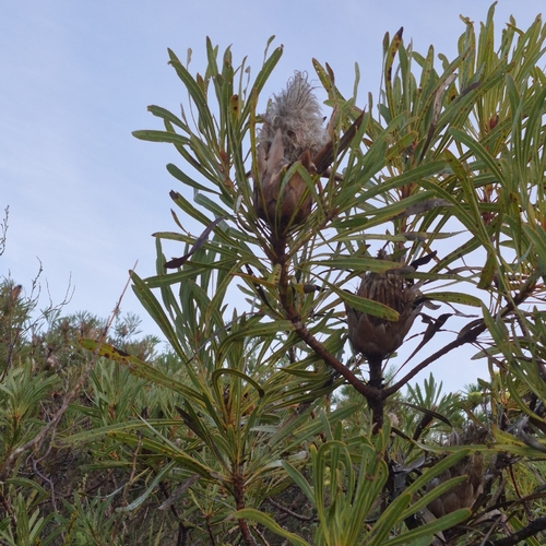 Protea longifolia, photograph 6