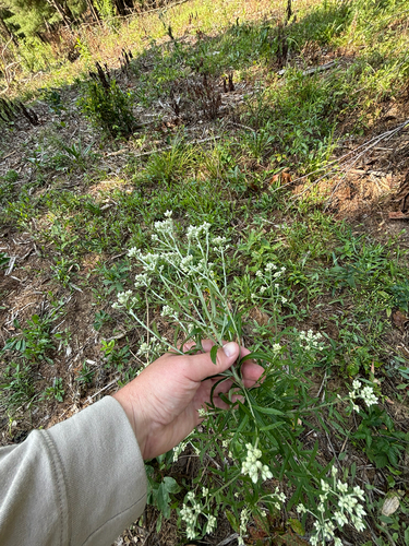 iNaturalist observation photo of sweet everlasting