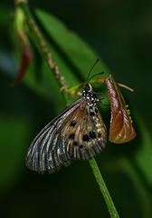 Acraea cuva