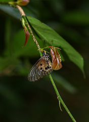 Acraea cuva