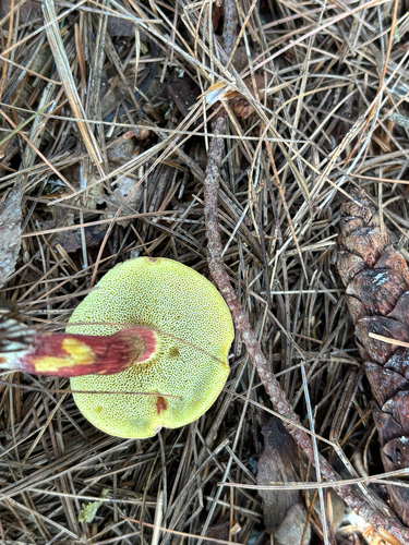 iNaturalist observation photo of boletes