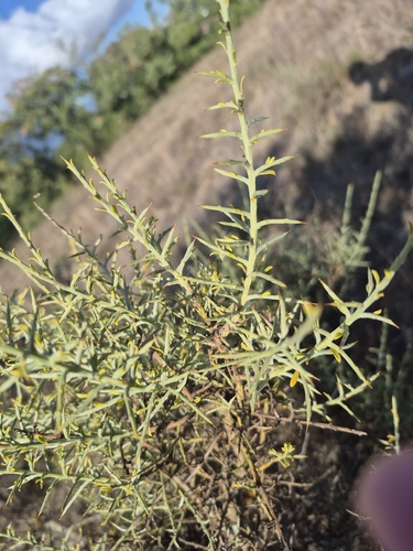 Genista scorpius, photograph 5