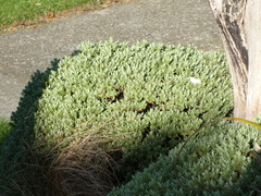 Veronica topiaria