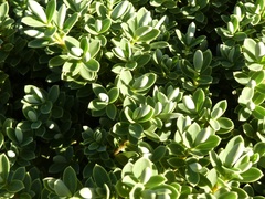 Veronica topiaria