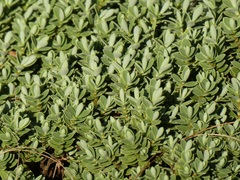 Veronica topiaria