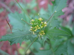 Sisymbrium erysimoides