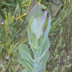 Othonna quinquedentata