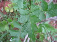 Sisymbrium erysimoides