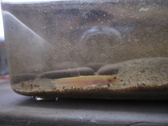 Oreonectes platycephalus