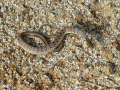 Coelognathus helena