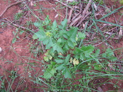 Sisymbrium erysimoides