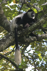 Colobus guereza matschiei