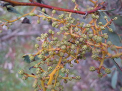 Acacia notabilis