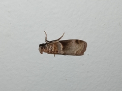Calguia defiguralis