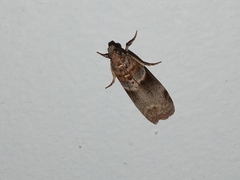 Calguia defiguralis