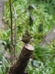 Liocichla steerii