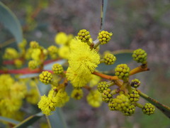 Acacia notabilis