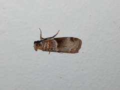 Calguia defiguralis
