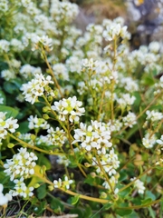 Cochlearia officinalis