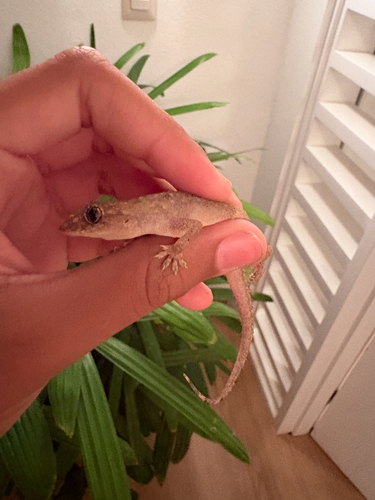 Tropical House Gecko