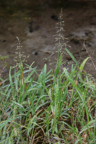 Catabrosa aquatica observed 2026-08-18