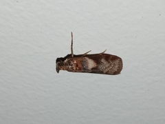 Calguia defiguralis