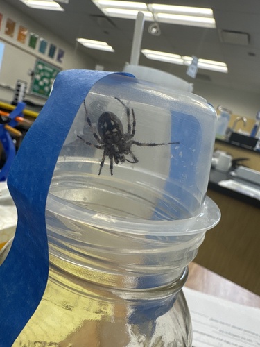 Western Spotted Orbweaver
