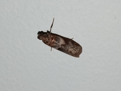 Calguia defiguralis