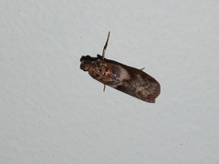 Calguia defiguralis