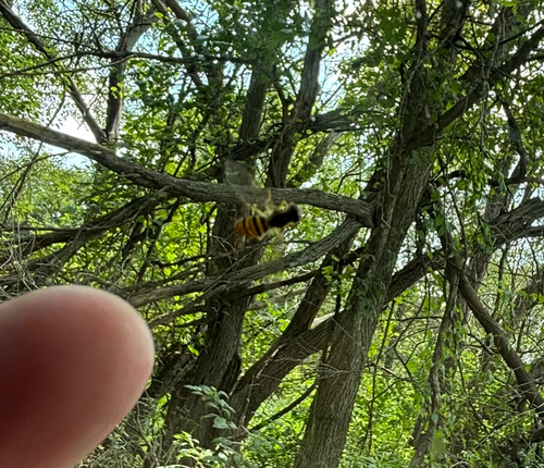 iNaturalist observation photo of Maize Calligrapher