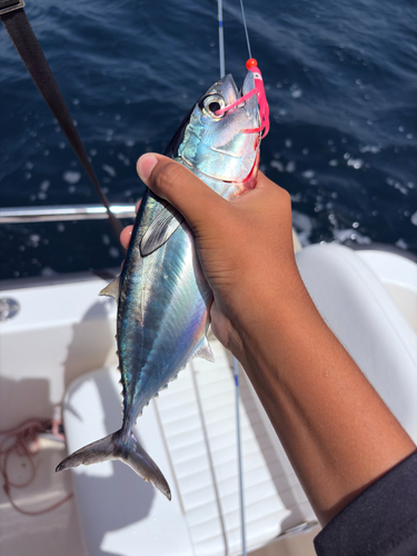 Blackfin Tuna