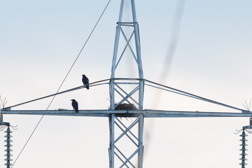 Common Raven