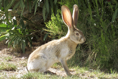 Lepus alleni