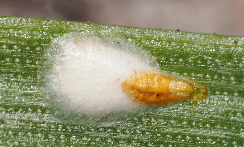 iNaturalist observation photo of pine needle scale