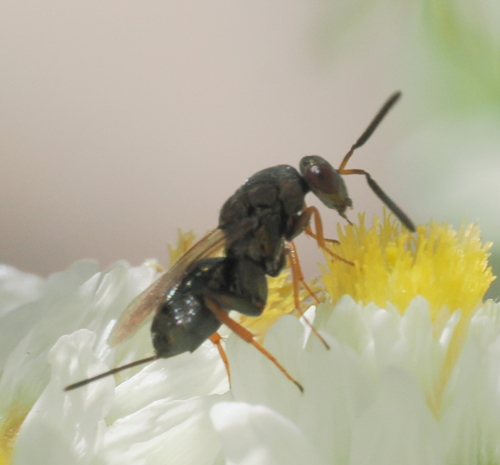 iNaturalist observation photo of Monodontomerus
