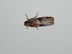 Calguia defiguralis
