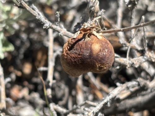 iNaturalist observation photo of Sponge Gall Midge