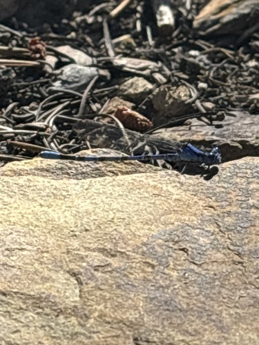 iNaturalist observation photo of Vivid Dancer