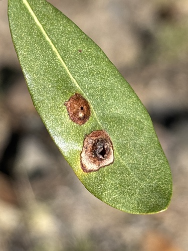 iNaturalist observation photo of Insects