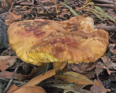 Russula purpureoflava