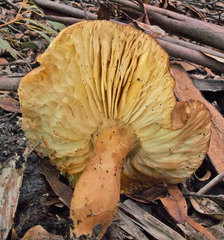 Russula purpureoflava